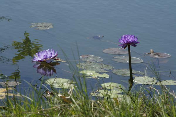 water lily