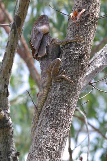 wildlife